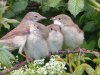 Whitethroat at Vange Marsh (RSPB) (Steve Arlow) (78007 bytes)